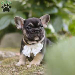 Peirre, French Bulldog Puppy